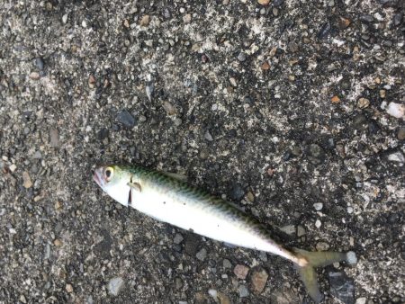 ライトゲームで4目